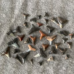 Fossilized Shark Teeth, Over 35
