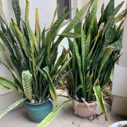 2 Potted Snake Plants Or Mother-in-law Tongue. Plant Pots Included