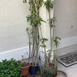 3 Planters With Tall Plants (pachypodium / Madascar Palm)