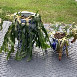2 Large Christmas Cactus And Pots