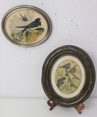 Two Oval Framed Bird Prints: Barn Swallow Litho Repro & Yellow-Headed Blackbird Ornithology Print