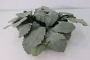 Artificial Dusty Miller Plant In Patinated Cast Iron Pot