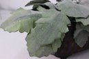 Artificial Dusty Miller Plant In Patinated Cast Iron Pot