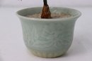 Two Hardstone Blossom Mini  Bonsai Trees One In Cloisonne Pot, Other Is Porcelain