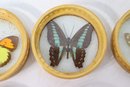 Vintage Bamboo And Glass Butterfly Coasters With Bamboo Caddy