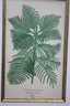 Quartet Of  Framed Floral And Botanic Book-plate Reproduction Prints