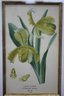 Quartet Of  Framed Floral And Botanic Book-plate Reproduction Prints
