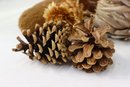 Group Lot Of Natural Botanical Elements: Pine Cones, Cat Tails, Blossoms, Etc