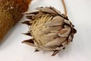 Group Lot Of Natural Botanical Elements: Pine Cones, Cat Tails, Blossoms, Etc