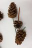 Group Lot Of Small And Large Pinecones