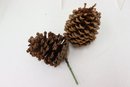 Group Lot Of Small And Large Pinecones