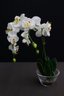 Artificial Phalaenopsis Aphrodite Orchid In Glass Flower Pot