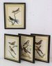 Four Elegantly Framed Vintage Scientific Bird Illustrations, Styled By Fleck Bros