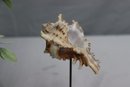 Two Superb Collector Display Sea Shells