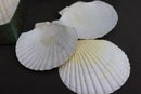 Group Lot Of Seven Scallop Shell Appetizer Plates - In Vintage Reese Fine Foods Box