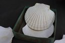 Group Lot Of Seven Scallop Shell Appetizer Plates - In Vintage Reese Fine Foods Box