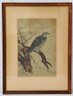 Vintage Bird In Nature Print With Plain Pine Frame