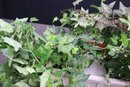 Artificial Pachysandra Ivy In White Planter