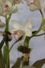 Silk Cymbidium Orchids Light Green Dark Pink Lip In Terra Cotta Planter