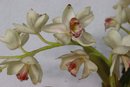 Silk Cymbidium Orchids Light Green Dark Pink Lip In Terra Cotta Planter