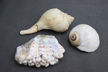 Whelk Shell, Spiral Sea Snail, And Bear Paw Clam With Cowrie Shell Picks