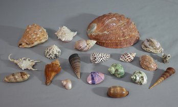 Group Lot Of Sea Shells