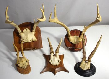 Collection Of Mounted Antler And Skull Trophies