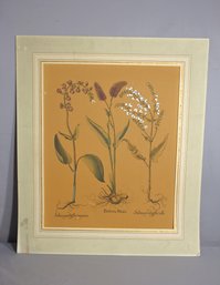 Vintage Unframed Botanical Illustration Print