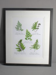 A Botanical Study - Framed Decorative Print