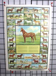 #15-unframed Vintage Horse Breeds Poster 1968-69 - B & B Div.  U.S.A Original