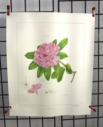 #38-Limited Edition Signed Botanical Print 'Rhododendron II' By Wendy Walsh (340/500)