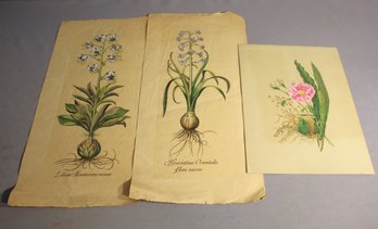 Antique Botanical Illustrations Collection