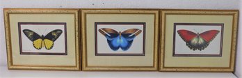 3 Reproduction Prints Of 18th Century F.P. Nodder Butterfly Specimen Engravings