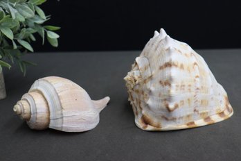 Pair Of Sea Shells