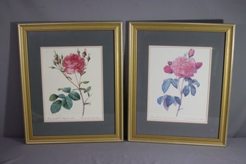 Two Framed Vintage Rose Botanical Printss