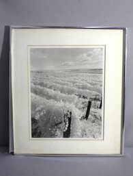 Signed And Dated Black And White Print Landscape Of A Vineyard