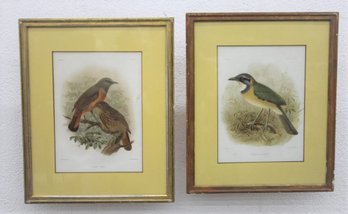 Two Boldly Matted  Becquet A Paris Birds In Nature Prints - Cossypha Shar Pei And Oiseaux
