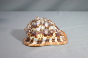 Bullmouth Helmet Cameo Seashell
