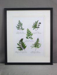 Framed Botanical Print