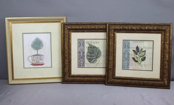 3 Decorative Botanical Prints  Nice Frames