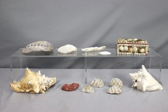 Group Lot Of Seashells And Coral