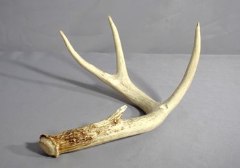 White Tail Deer Antler Shed  Natural Decor And Craft Material