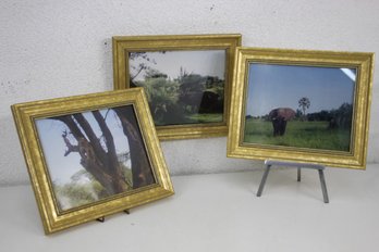 Three Wildlife Photographs In Faux-gold-Leaf Frames
