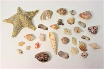 Group Lot Of Various Sea Shells, Variety Of Types And Sizes