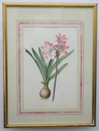 Vintage Framed Redout Les Lilaces Pl. 180, Belladonna Lily, March Lily Botanic Specimen Color Print