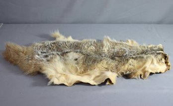 Tanned Coyote Hide