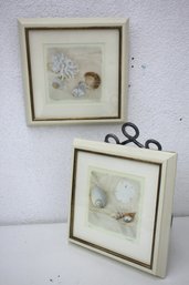 Framed Prints- Shells  By Judy Mandolf