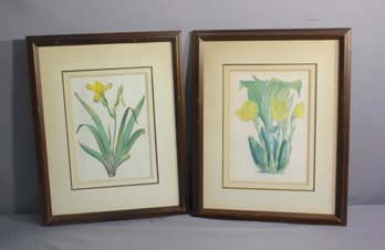 Pair Of  Framed  Vintage  Botanical Prints