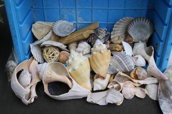 Beachcombers Group Lot Of Various Sea Shells