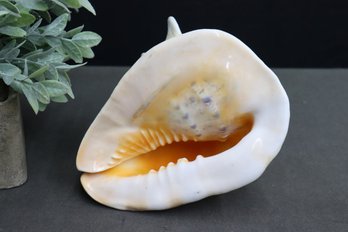 Majestic Natural King Helmet Cassis Cornuta Conch Shell